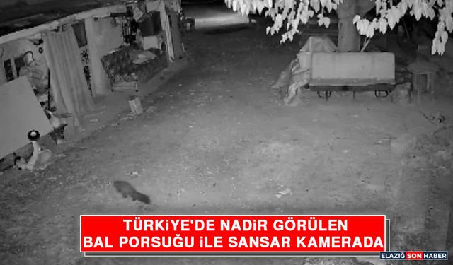 Türkiye'de Nadir Görülen Bal Porsuğu İle Sansar Kamerada