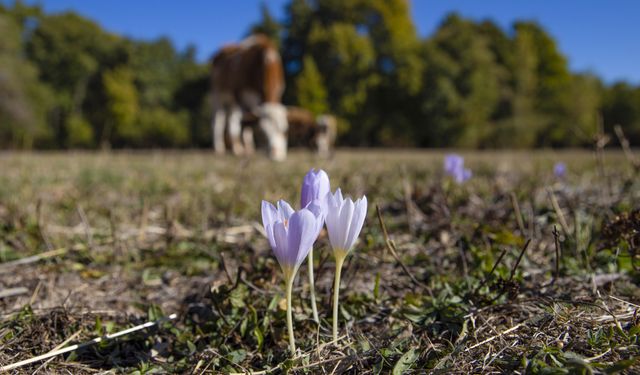 Munzur Vadisi Milli Parkı'nda kışın habercisi 'vargit' çiçekleri açtı