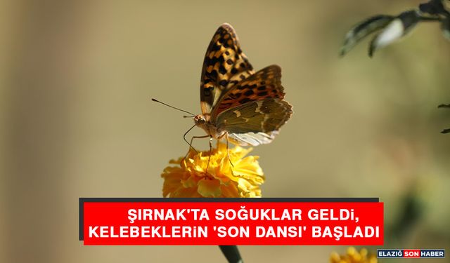 Şırnak'ta Soğuklar Geldi, Kelebeklerin 'Son Dansı' Başladı
