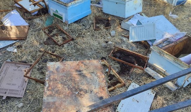 Tunceli'de aç kalan ayılar arı kovanlarına zarar verdi