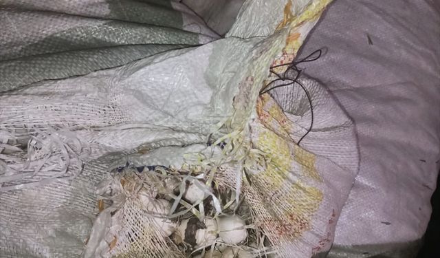 Tunceli'de endemik dağ sarımsağı toplayan şüpheliye 557 bin lira cezası kesildi