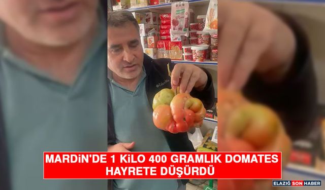 Mardin'de 1 Kilo 400 Gramlık Domates Hayrete Düşürdü
