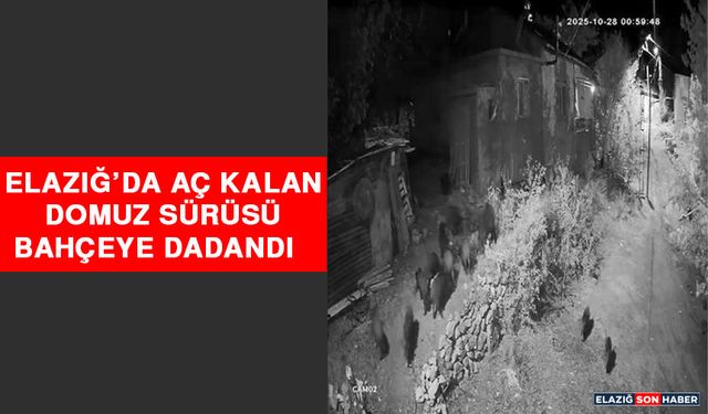 Elazığ’da Aç Kalan Domuz Sürüsü Bahçeye Dadandı