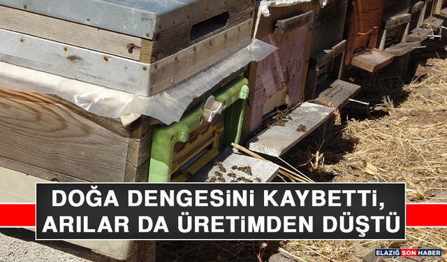 Doğa Dengesini Kaybetti, Arılar da Üretimden Düştü