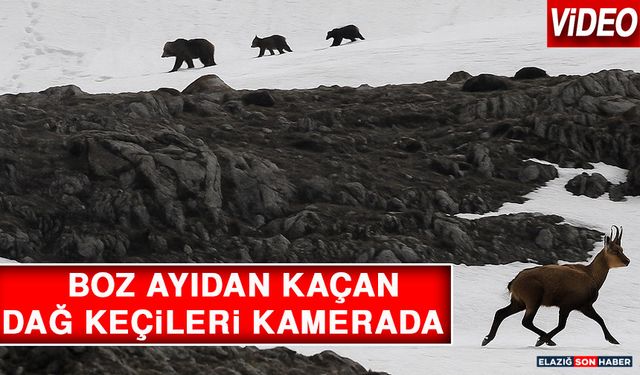 Boz Ayıdan Kaçan Dağ Keçileri Kamerada