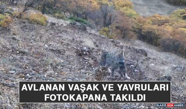 Avlanan Vaşak ve Yavruları Fotokapana Takıldı