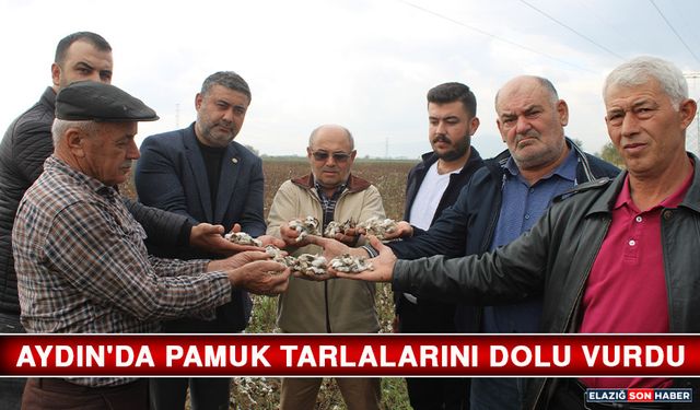 Aydın'da Pamuk Tarlalarını Dolu Vurdu