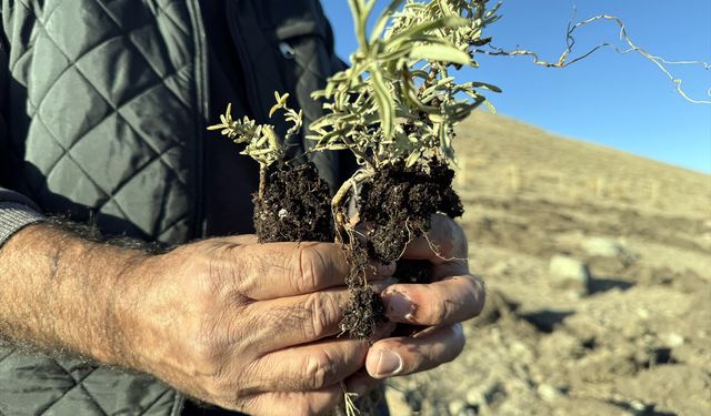 Ardahan'ın meraları tuz çalısı bitkisiyle zenginleştiriliyor