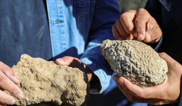 Bingöl'de 50 milyon yıllık oldukları değerlendirilen deniz canlısı fosilleri bulundu