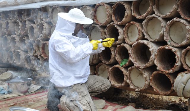 Bitlis'in yüksek rakımlı yaylalarında kara kovan balı hasadı sürüyor