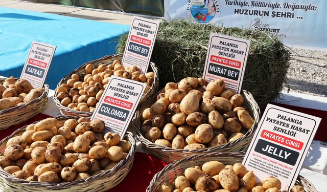 Darende'de 'Yerli Patates Tohum Şenliği' düzenlendi