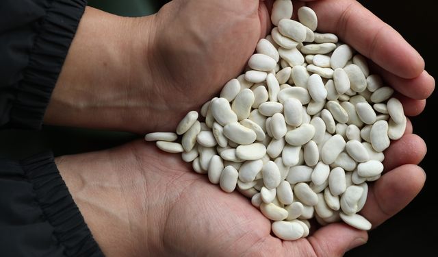 Erzincan'da geliştirilen ve tescillenen fasulyeler genetik miras olarak korunacak