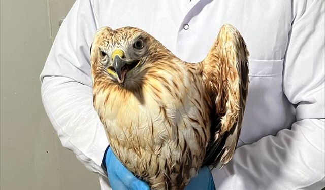 Erzurum'da soğuktan bitkin düşen kızıl şahin bakımları sonrası doğaya bırakıldı