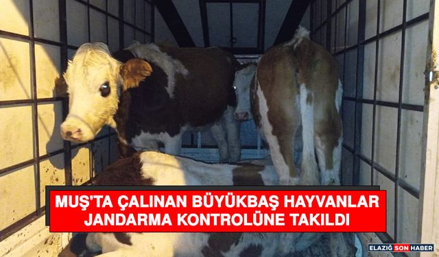 Muş'ta Çalınan Büyükbaş Hayvanlar Jandarma Kontrolüne Takıldı