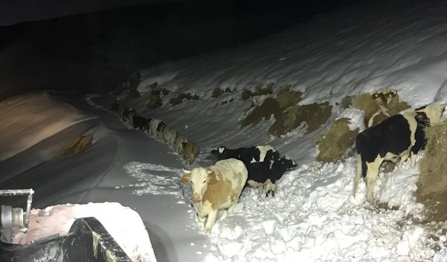 GÜNCELLEME - Hakkari'de kaybolan büyükbaş hayvanlar bulundu, mahsur kalan 4 kişi kurtarıldı