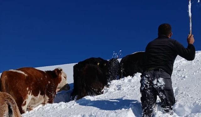 Hakkari'de karda kaybolan büyükbaş hayvanlardan bazıları bulundu