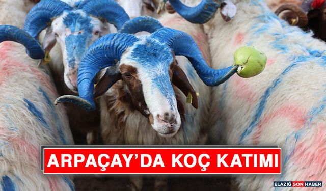 Arpaçay’da Koç Katımı