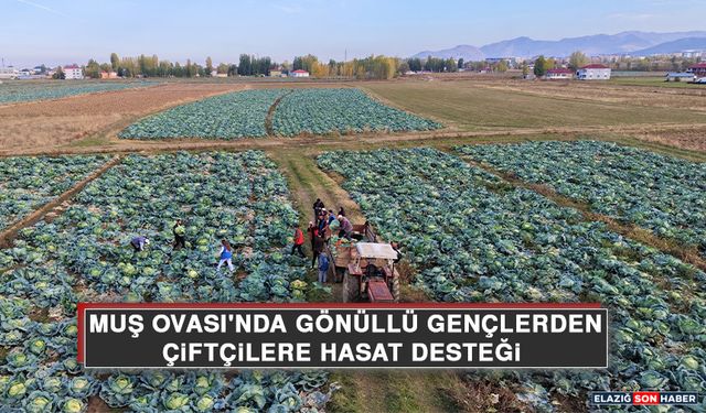 Muş Ovası'nda Gönüllü Gençlerden Çiftçilere Hasat Desteği