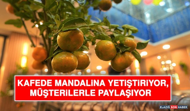 Kafede Mandalina Yetiştiriyor, Müşterilerle Paylaşıyor