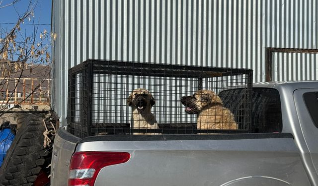 Karlıova'da sahipsiz köpekler barınağa teslim edildi