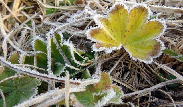 Kars Sarıkamış'ta bitkiler kırağıyla kaplandı