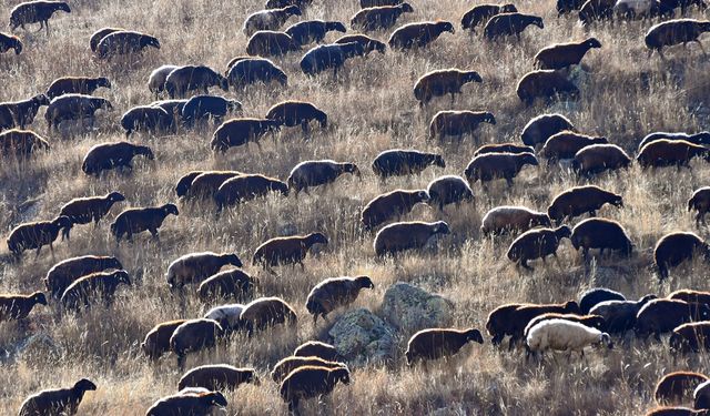 Kars yaylalarındaki göçerlerin dönüş yolculuğu devam ediyor