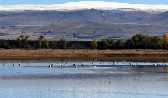 Kars'ta havaların soğumasıyla göçe hazırlanan kuşlar sulak alanlarda görüntülendi
