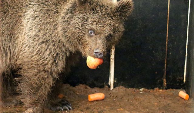 Kars'ta yol kenarında otururken bulunan yavru ayıya özel beslenme programı