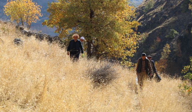 Kilometrelerce yürüyerek ulaştıkları dağlık alanda kaya balı hasadı yaptılar