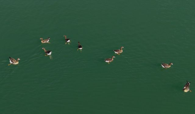 Kuş cenneti Erçek Gölü yaban kazlarına ev sahipliği yapıyor