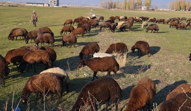 Muş'ta havanın sıcak geçmesi besicileri sevindirdi
