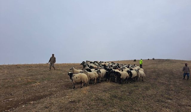 Muş'ta kaybolan 200 küçükbaş hayvan jandarma ekiplerince bulundu