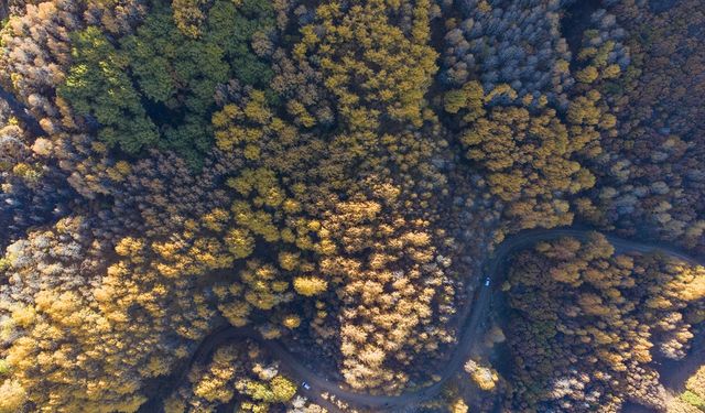 Tunceli'nin Salördek ormanları sonbaharda doğayla buluşmak isteyenleri ağırlıyor