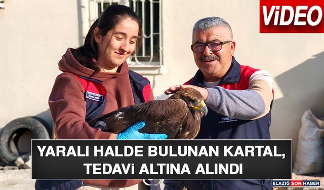 Yaralı Halde Bulunan Kartal, Tedavi Altına Alındı