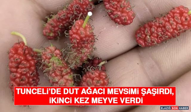 Tunceli’de Dut Ağacı Mevsimi Şaşırdı, İkinci Kez Meyve Verdi
