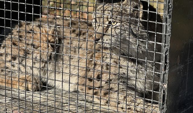 Van'da bitkin halde bulunan vaşak tedaviye alındı
