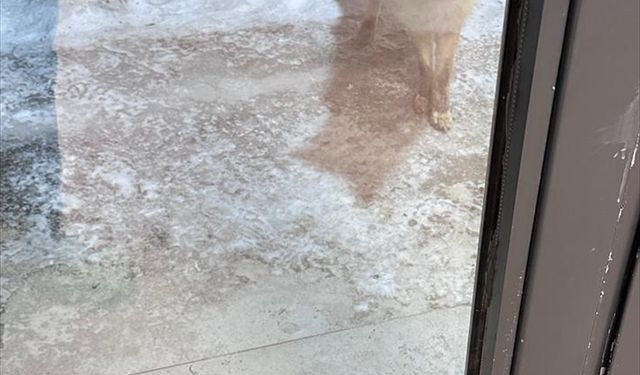 Ardahan'da bahçede yiyecek arayan tilki görüntülendi