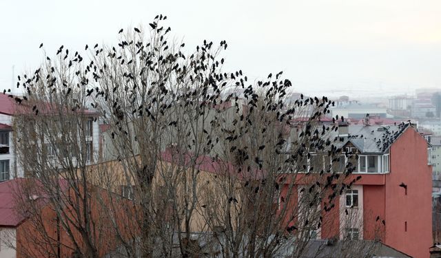 Ardahan'da kuşların gökyüzündeki dansı görüntülendi