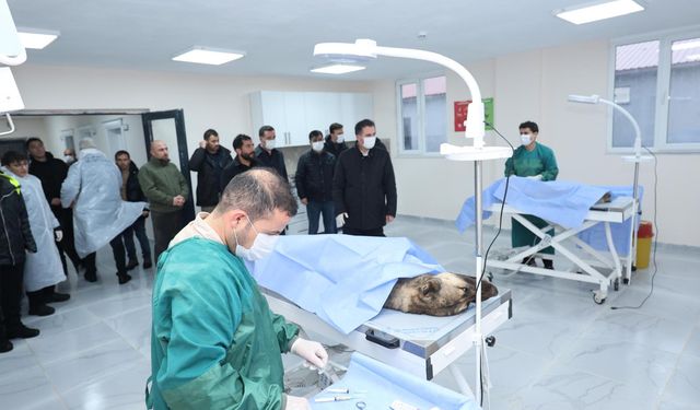 Bitlis Valisi Karakaya hayvan bakımevindeki kış hazırlıklarını inceledi