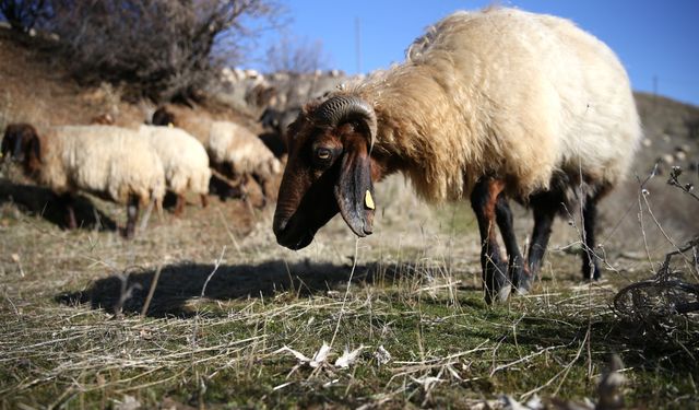 Bitlisli besiciler kar yağmayınca hayvanlarını merada otlatarak yemden tasarruf ediyor