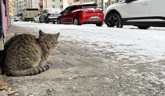 Doğu Anadolu'da 5 ilde soğuk hava etkili oluyor