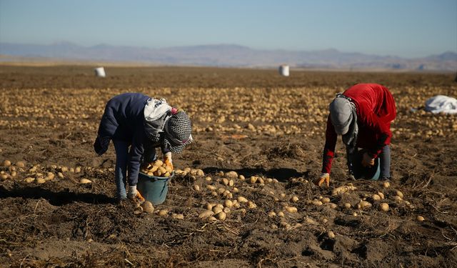 Doğu'nun 'patates havzası' Bitlis'te hummalı hasat mesaisi