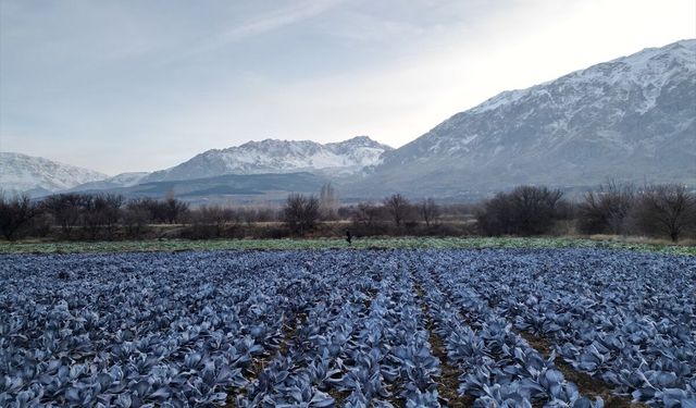 Erzincan'da mikroklima avantajıyla kış mevsiminde de açık alanda sebze yetiştiriliyor