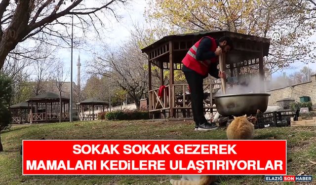 Sokak Sokak Gezerek Mamaları Kedilere Ulaştırıyorlar