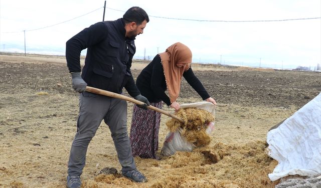 Gelin gittiği Ağrı'da köye ayak uyduran kadın besicilikte örnek oluyor