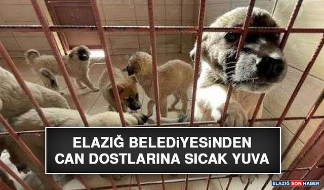 Elazığ Belediyesinden Can Dostlarına Sıcak Yuva