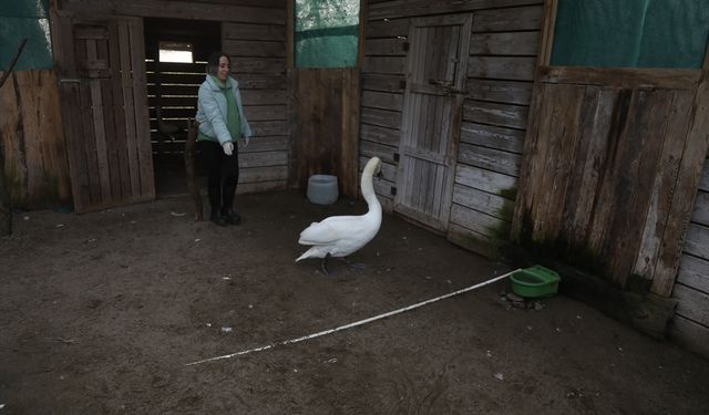 Göç yolunda bitkin düşen kuğu Kızılırmak Deltası'nda tedavi altına alındı