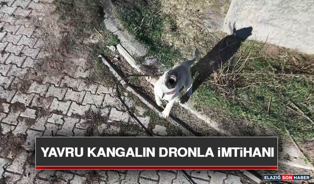 Yavru Kangalın Dronla İmtihanı