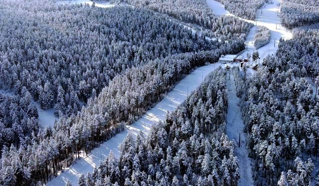 Kars'ta karla kaplanan sarıçam ormanları dronla görüntülendi