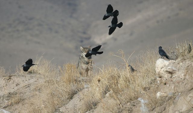Kars'ta yiyecek arayan kurt yerleşim yerine indi